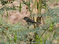 Least Flycatcher